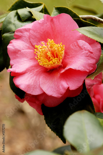 pink camellia