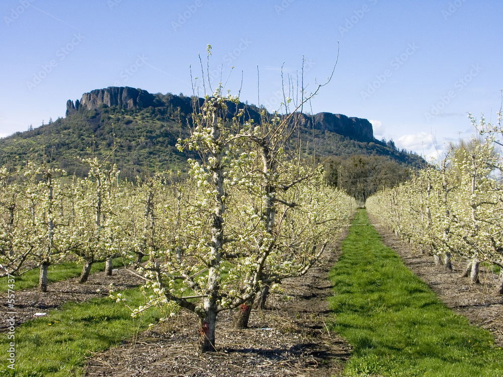 Fototapeta premium pear orchard in bloom