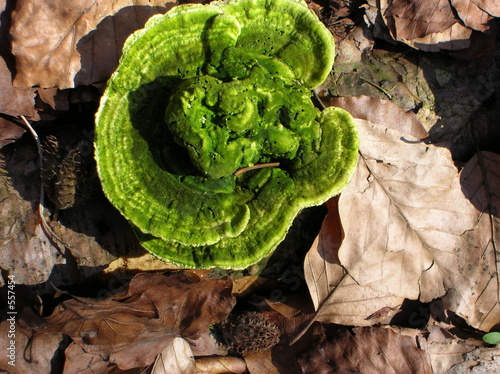 pilz