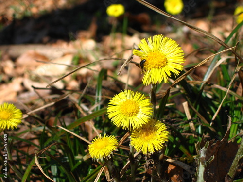 insektenblume