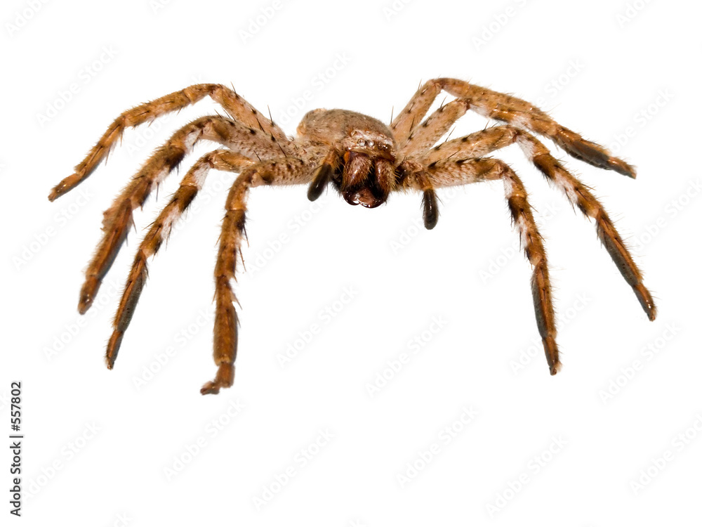 Photography huntsman spider