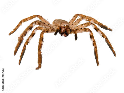 huntsman spider photo