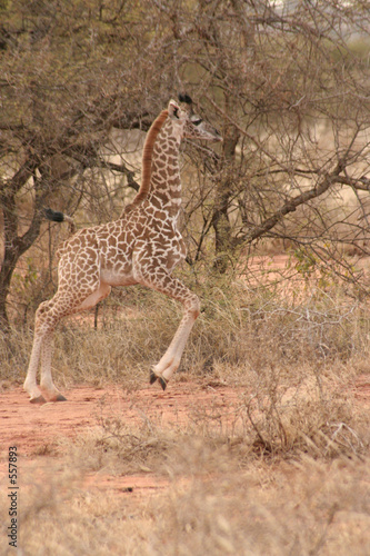 springende giraffe