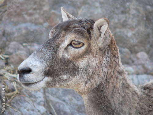 portrait d'un moufon de corse