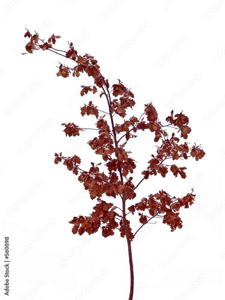 red oaktree