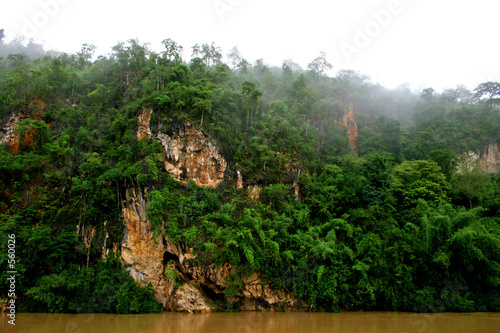 jungle 1