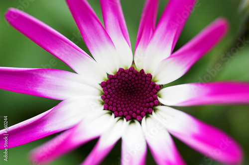 senetti magenta bicolour