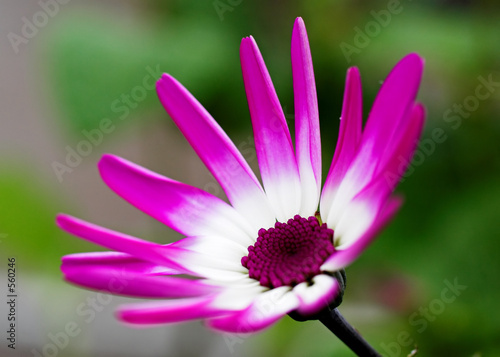 Fotografie senetti magenta bicolour
