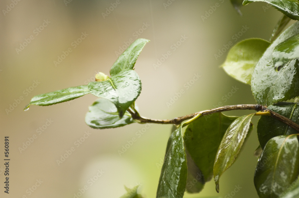 il pleut sur le jardin il pleut sur le jardin