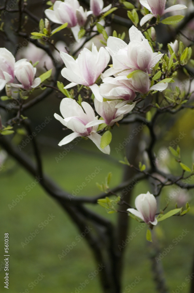 il pleut sur le jardin