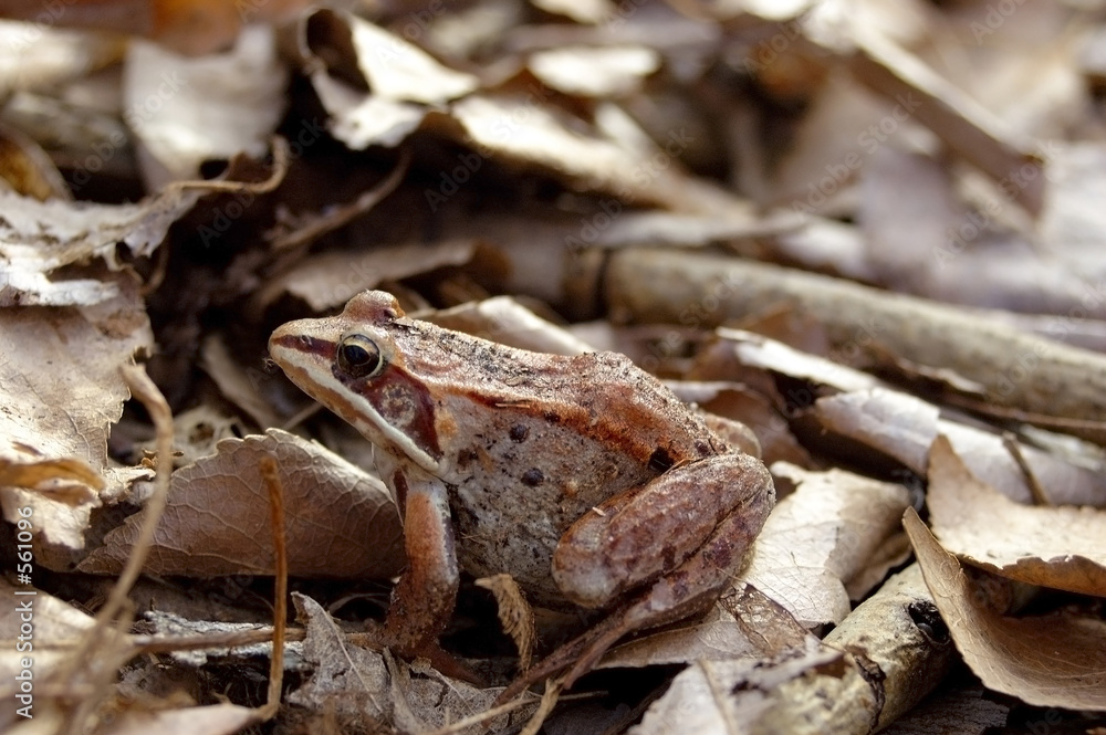 Obraz premium frog in leaves