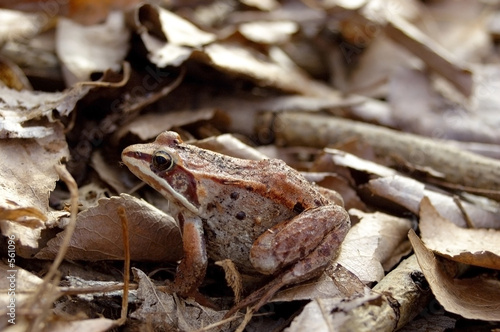 frog in leaves
