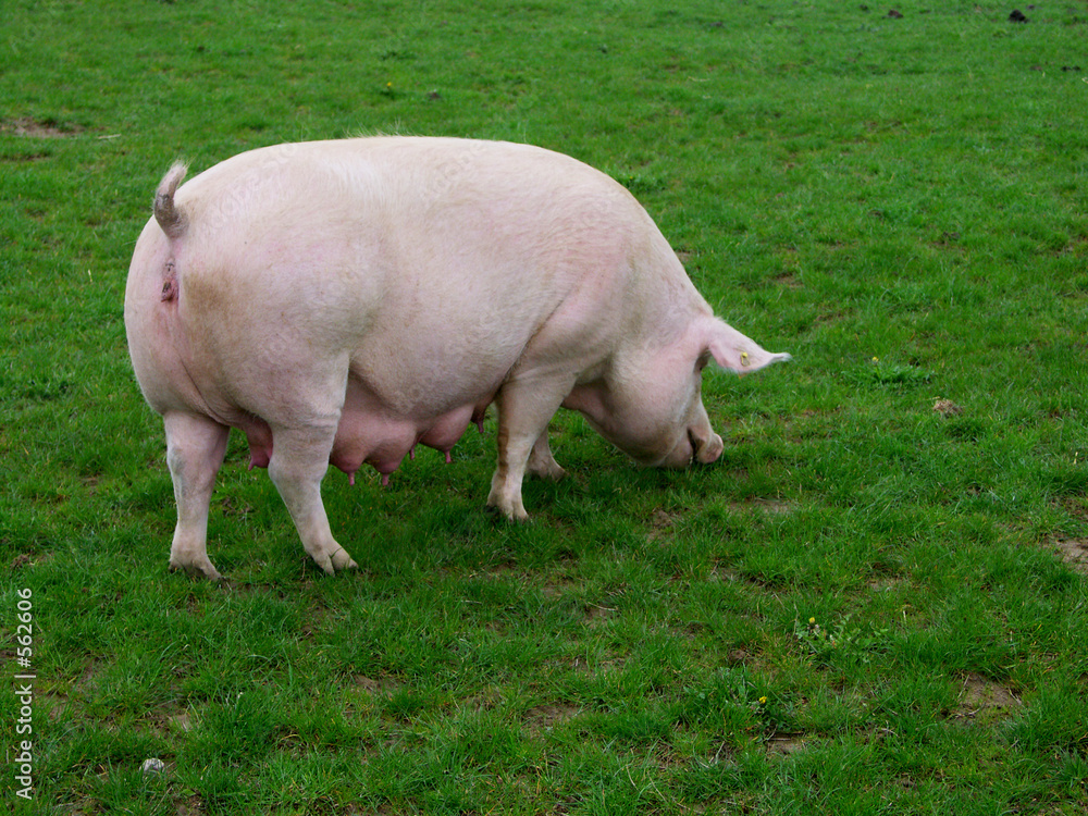 cochon 1 cochon 1