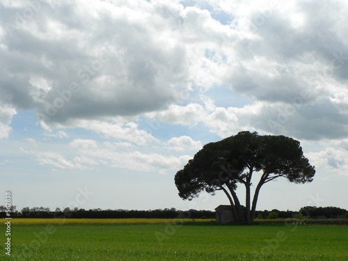 l'arbre et la maisonette