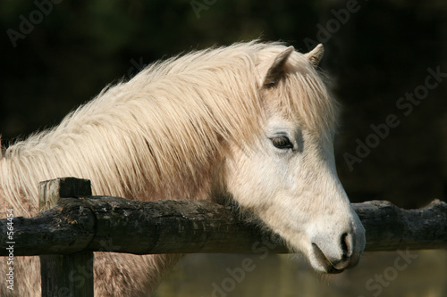 Fototapeta peaceful pony