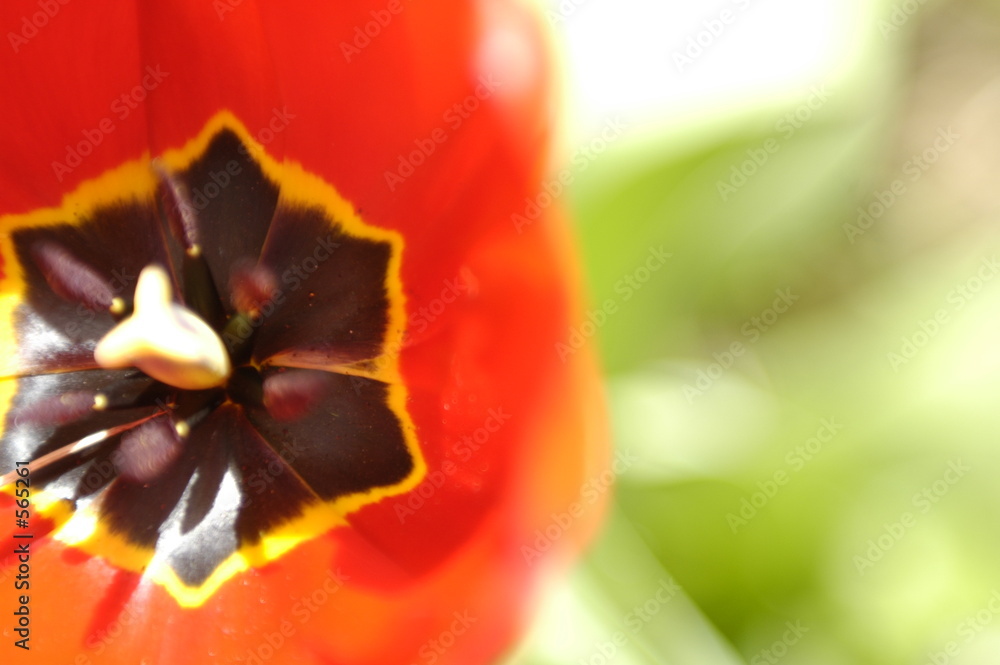 tulipe tulipe