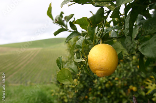 the lonely lemon
