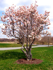 Keuken achterwand Magnolia Bloeiende magnoliaboom in voorjaarstuin  © xmasbaby