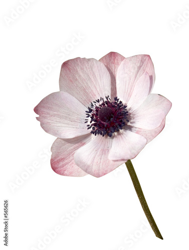 Fototapeta Naklejka Na Ścianę i Meble -  fleur