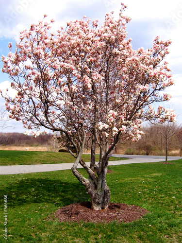 magnolia tree