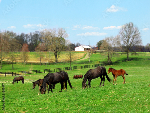 horses grazing