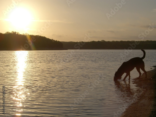 dog drinking from lake