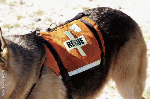search dog