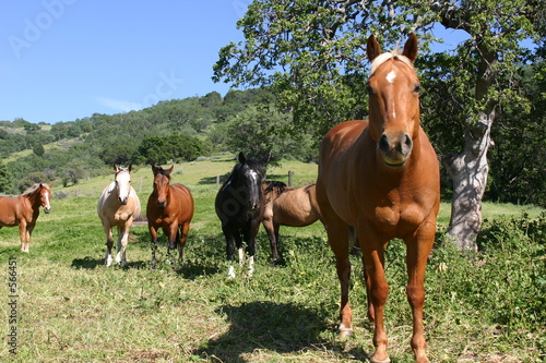 colored horses