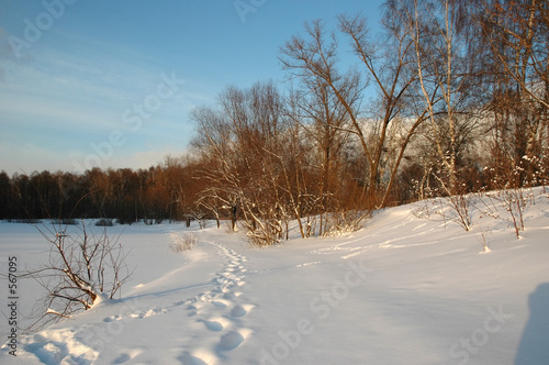 winter wood