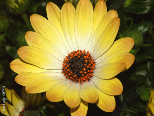 fleur jaune, l'osteospermum