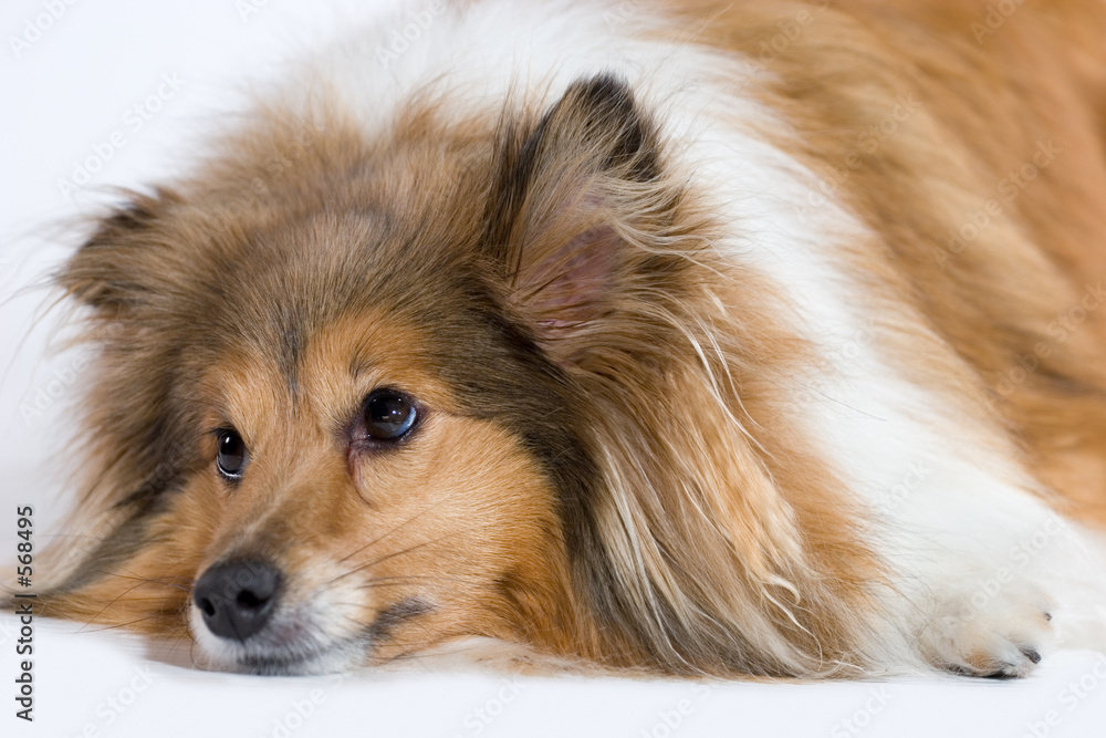 sad dog sad dog