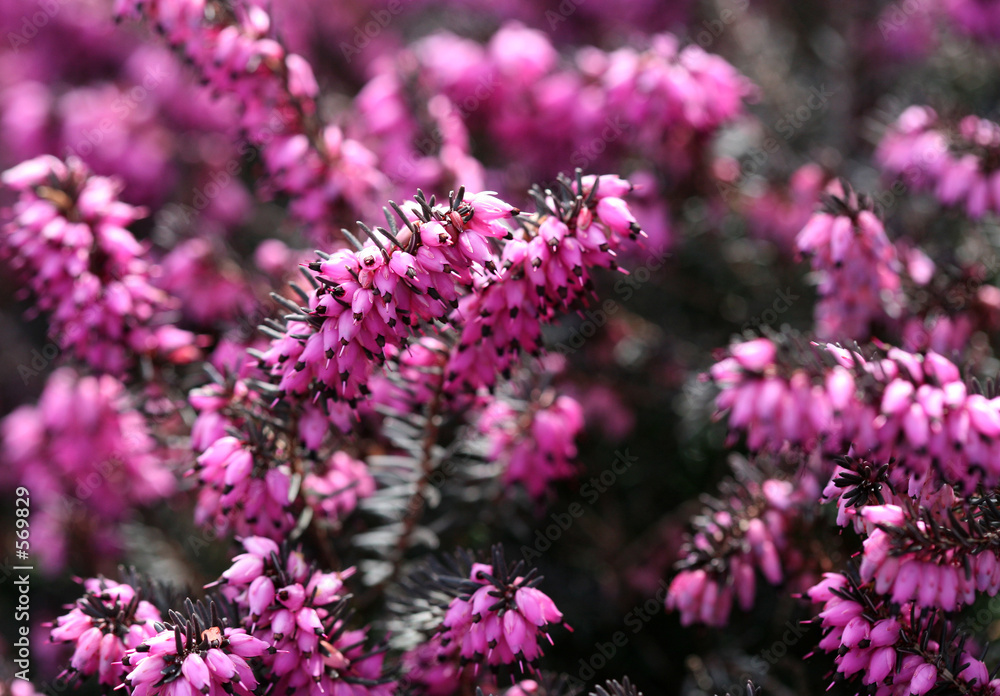 Obraz premium closeup of erica carnea