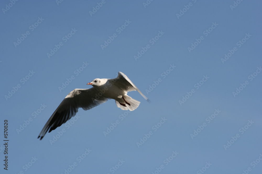 Obraz premium flying tern