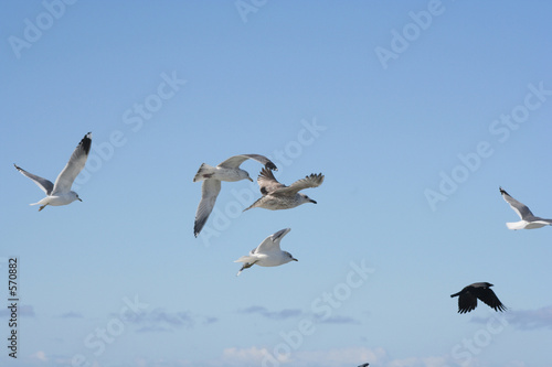 birds in flight © Vaida Petreikis