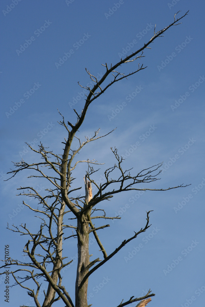 tree tree