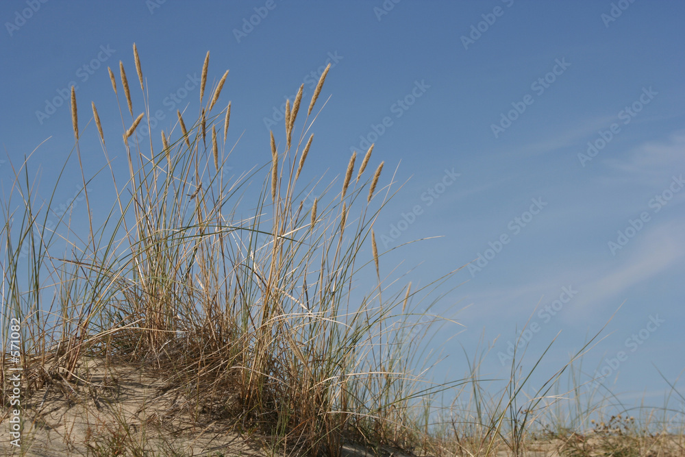 Fototapeta premium nature