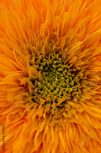 orange flower