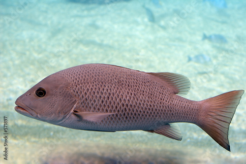mangrove jack photo