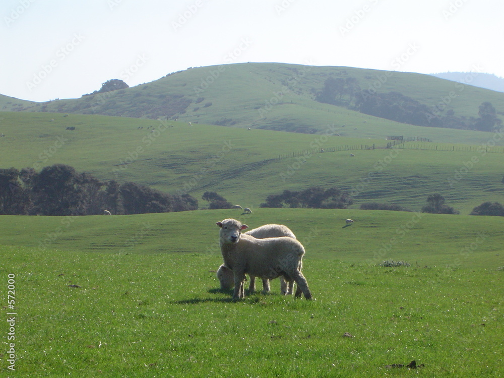 mouton de nouvelle-zélande