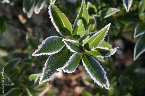 hivers sur des feuilles