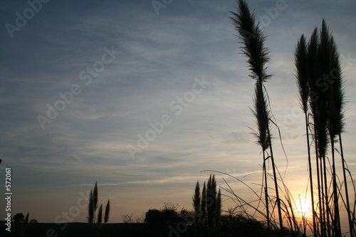 couché de soleil sur des joncs