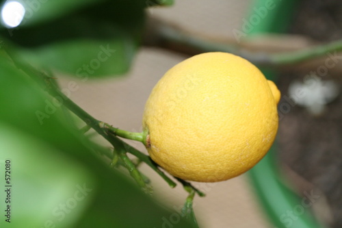 citron