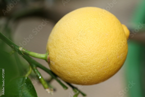 citron