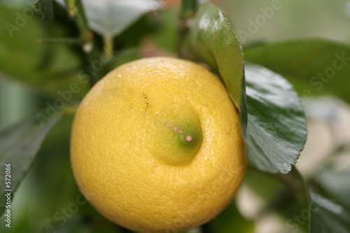 citron
