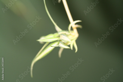 Wallpaper Mural macro sur petite plante Torontodigital.ca