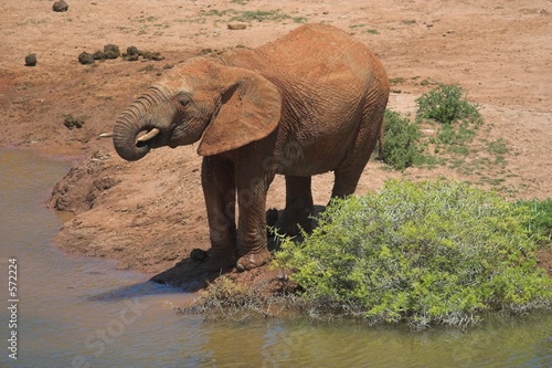 thirsty elephant