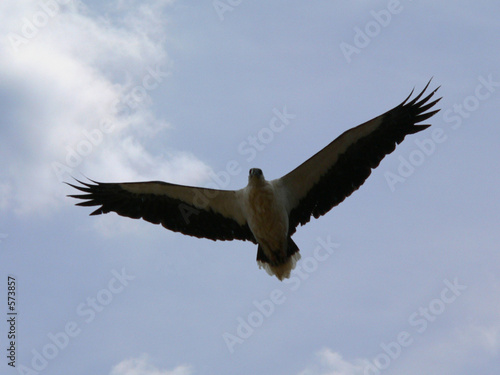 eagle in blue sky