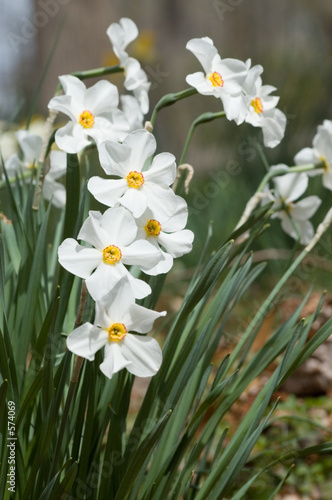 paperwhites