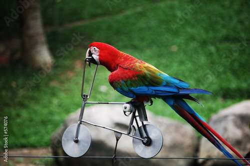 cycling parrot