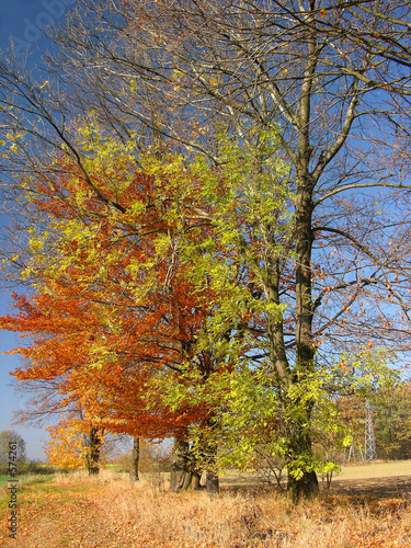 autumn trees landscape